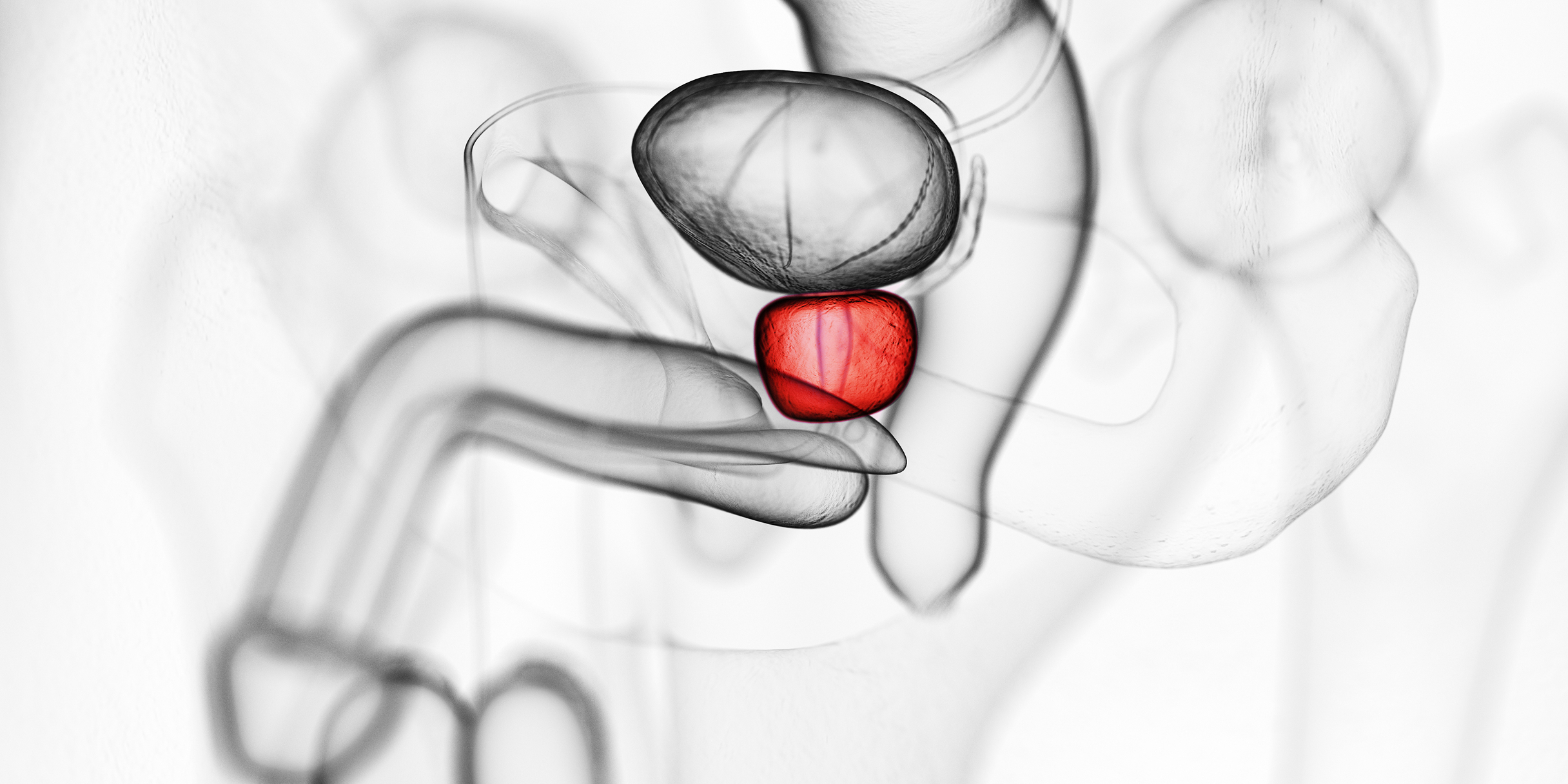 Anatomische Darstellung der Prostata mit hervorgehobenem roten Bereich.
