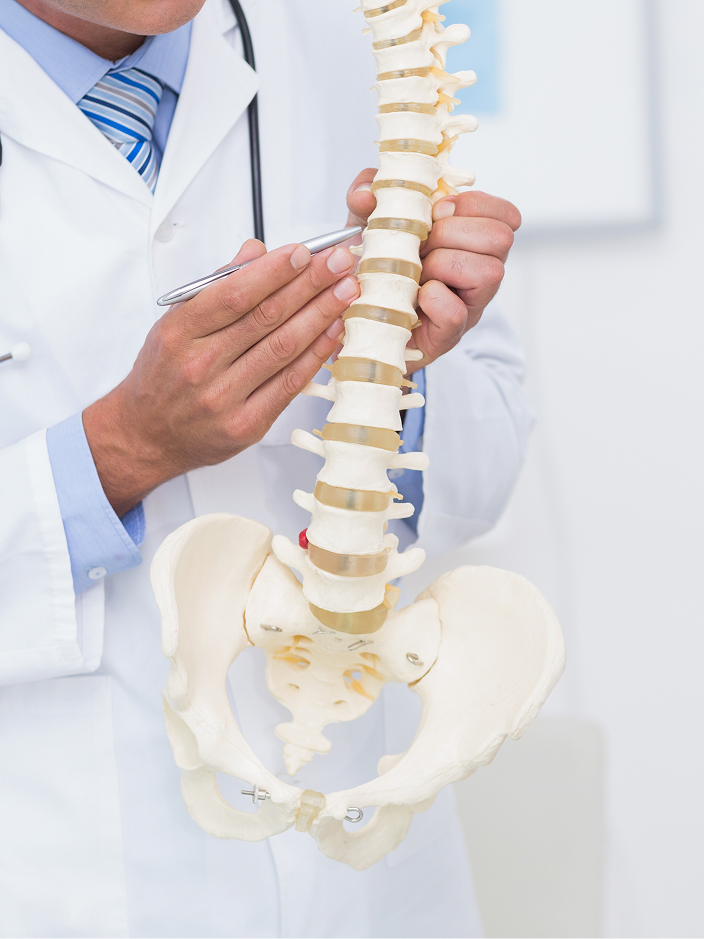 Ein Arzt zeigt während einer Beratung ein Modell der Wirbelsäule und des Beckens.