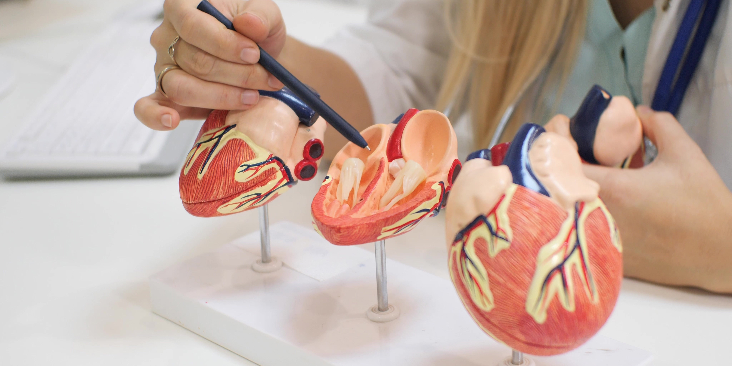 Eine Person zeigt mit einem Stift auf drei anatomische Herzmodelle auf einem Tisch.